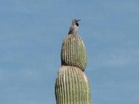 Gila Woodpecker